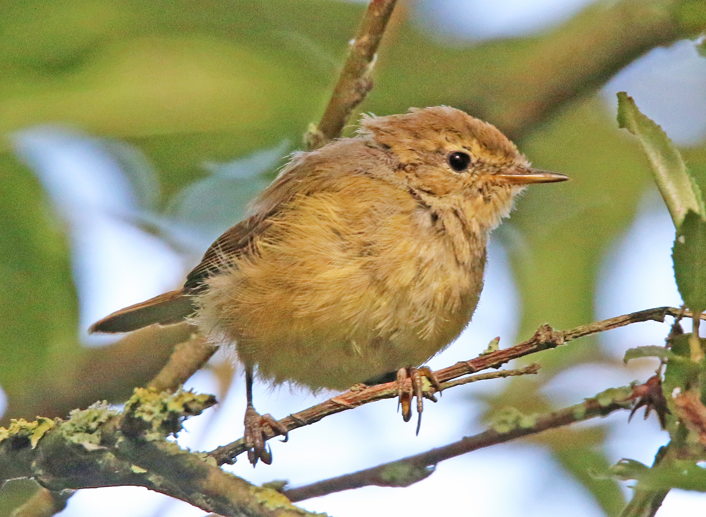 Is dit een tjiftjaf?